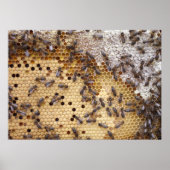 Posters De Abejas Panal (Voorkant)