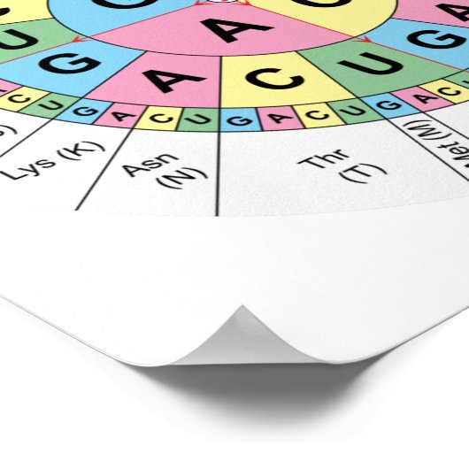 Posters Doden Aminozuren Tabel Genetische code DNA (Hoek)