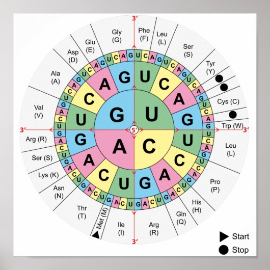 Posters Doden Aminozuren Tabel Genetische code DNA (Voorkant)