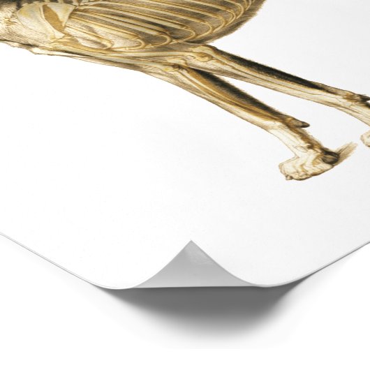 Posters en Botten voor de anatomie van honden (Hoek)