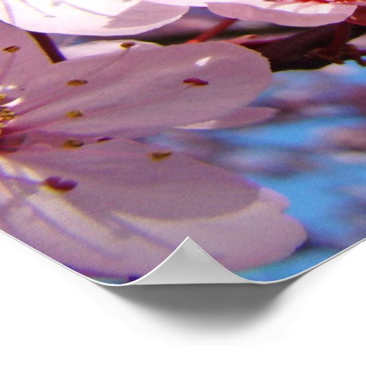 Posters houden van de zusters bloesems (Hoek)