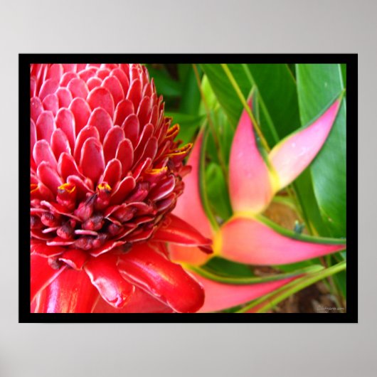 Posters met rode torch Ginger Heliconia Flowers (Voorkant)