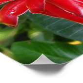 Posters rode torch Ginger White Plumaria Flowers (Hoek)