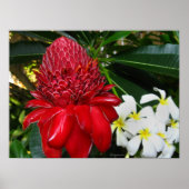 Posters rode torch Ginger White Plumaria Flowers (Voorkant)