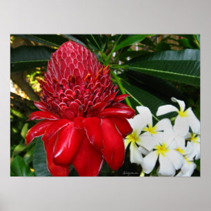 Posters rode torch Ginger White Plumaria Flowers