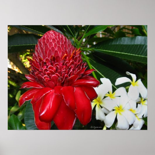Posters rode torch Ginger White Plumaria Flowers (Voorkant)