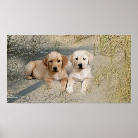 Posters van labrador Retriever op strand (Voorkant)