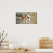 Posters van labrador Retriever op strand (Keuken)