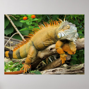 Posters voor trekhagedis