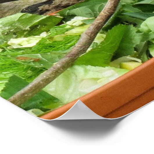 Posters voor trekhagedis (Hoek)