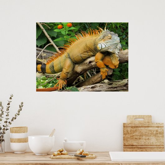 Posters voor trekhagedis (Keuken)