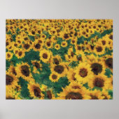  posters voor zonnebloemverven (Voorkant)
