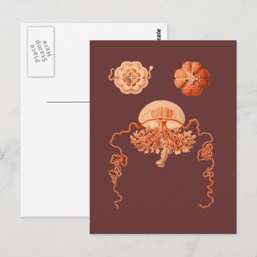 Postkaart (Voorkant / Achterkant)