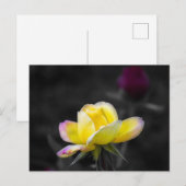 Postkaart Gele Roos Fotografie (Voorkant / Achterkant)