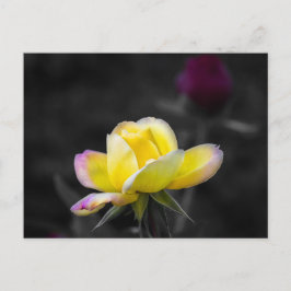 Postkaart Gele Roos Fotografie