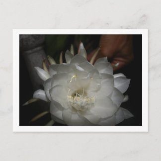 Postkaart, grootte: standaard briefkaart, Pa Briefkaart