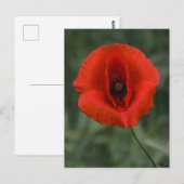 Postkaart Klaproos Fotografie (Voorkant / Achterkant)