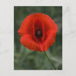 Postkaart Klaproos Fotografie