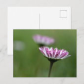 Postkaart Madeliefje Elegantie (Voorkant / Achterkant)