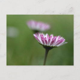 Postkaart Madeliefje Elegantie