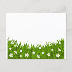 Postkaart madeliefje en gras