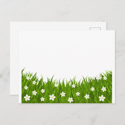 Postkaart madeliefje en gras (Voorkant / Achterkant)