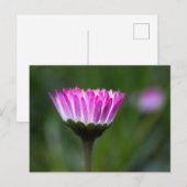 Postkaart Madeliefje Fotografie (Voorkant / Achterkant)