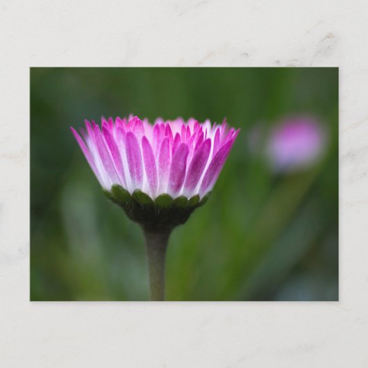 Postkaart Madeliefje Fotografie (Voorkant)