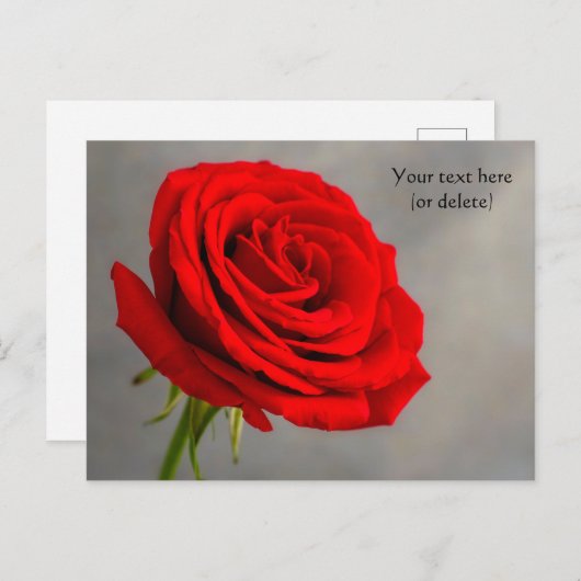 Postkaart met enkele rode roos (Voorkant / Achterkant)