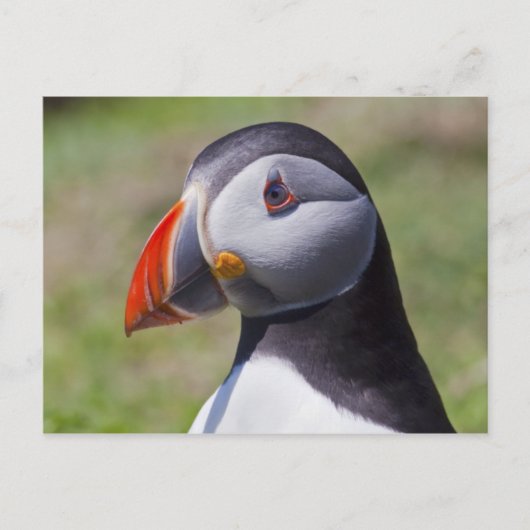 Postkaart met papegaaiduikersportret (Voorkant)