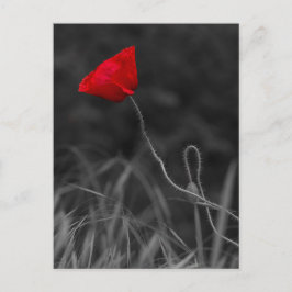 Postkaart Rode Klaproos Bloem
