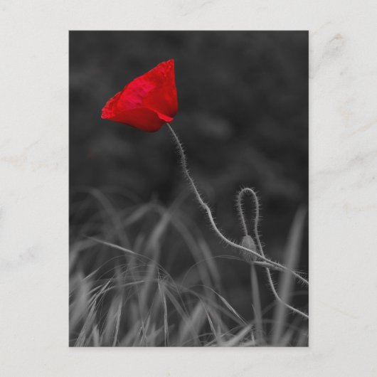 Postkaart Rode Klaproos Bloem (Voorkant)