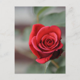 Postkaart Rode Roos Elegantie Fotografie