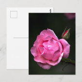 Postkaart Roos - Fotografische bloemen (Voorkant / Achterkant)