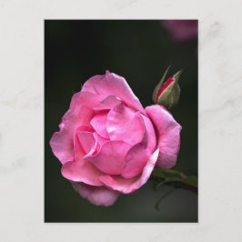 Postkaart Roos - Fotografische bloemen