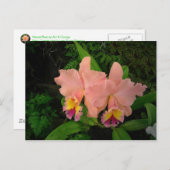 Postkaart: Roze orchideeën Briefkaart (Voorkant / Achterkant)