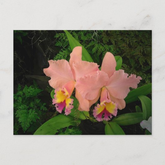 Postkaart: Roze orchideeën Briefkaart (Voorkant)
