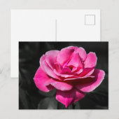 Postkaart Roze Roos Elegantie (Voorkant / Achterkant)
