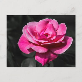 Postkaart Roze Roos Elegantie