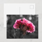 Postkaart Roze Roos Elegantie (Voorkant / Achterkant)