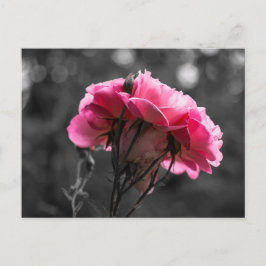Postkaart Roze Roos Elegantie