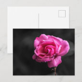 Postkaart Roze Roos Fotografie (Voorkant / Achterkant)