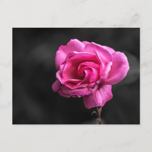 Postkaart Roze Roos Fotografie (Voorkant)