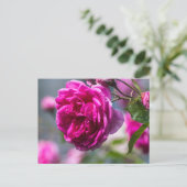 Postkaart Roze Roos Fotografie (Staand voorkant)