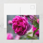 Postkaart Roze Roos Fotografie (Voorkant / Achterkant)