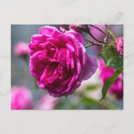 Postkaart Roze Roos Fotografie
