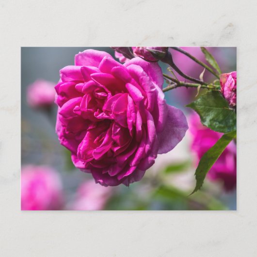 Postkaart Roze Roos Fotografie (Voorkant)