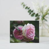 Postkaart Roze Rozen - Blozende Duet (Staand voorkant)