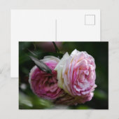 Postkaart Roze Rozen - Blozende Duet (Voorkant / Achterkant)