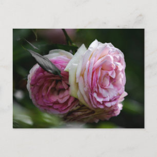 Postkaart Roze Rozen - Blozende Duet